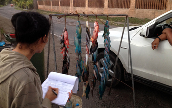 Researchers conduct a survey of fish sold on the roadside of a Pacific island.